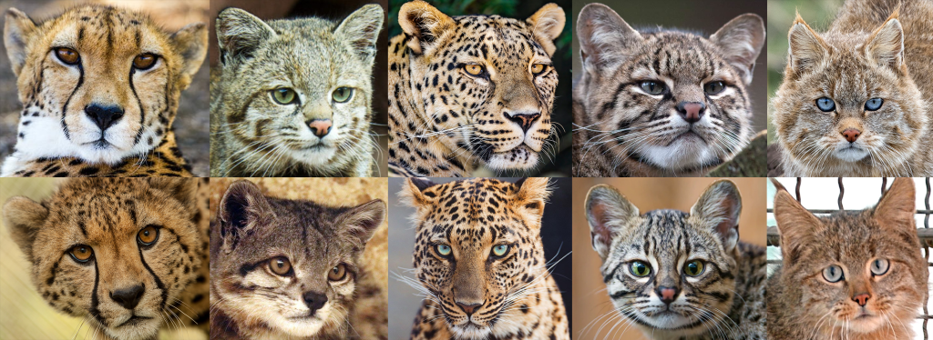 Examples of the five felid eye colors, with inter- and intraspecific variation. Each row contains an example of each of the five eye colors, and each column contains two representatives of the same species.