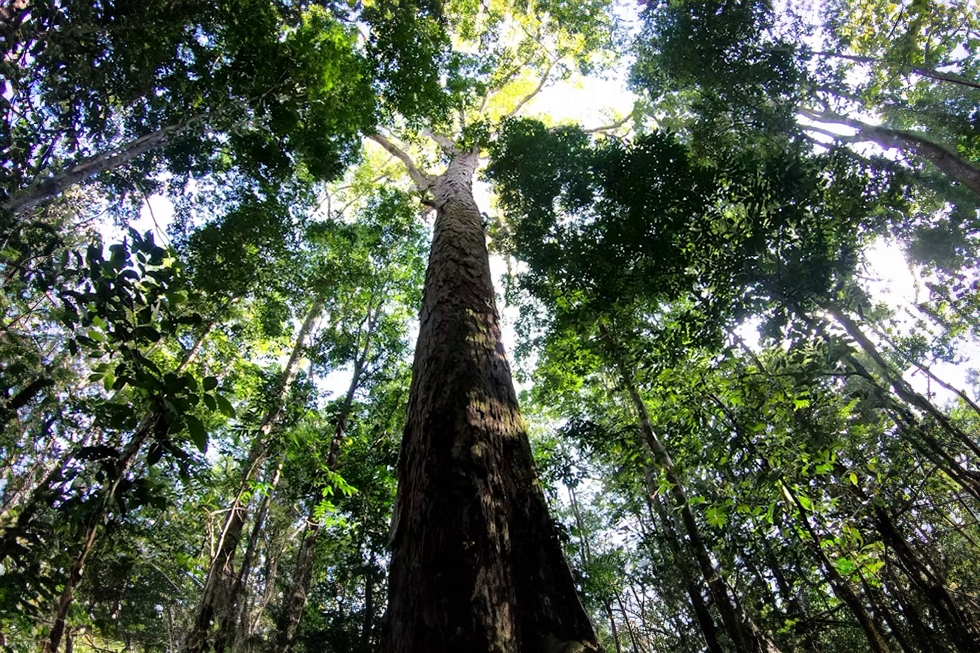 NASA technology guides scientists as they track health of ‘Earth’s lungs’