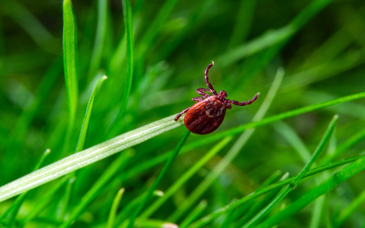 tick